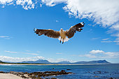 Hartlaub's gull or king gull (Chroicocephalus hartlaubii) in flight. Kleinmond, Whale Coast, Overberg, Western Cape, South Africa.