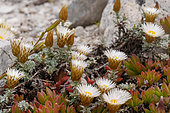 Strawflower or Strooiblom (Helichrysum retortu. Kleinmond, Whale Coast, Overberg, Western Cape, South Africa.