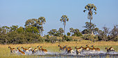 Red lechwe (Kobus leche leche). Okavango Delta. Botswana