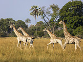 South African giraffe or Cape giraffe (Giraffa giraffa giraffa) herd. Okavango Delta. Botswana