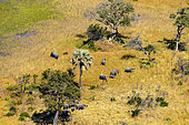 Aerial view of African Bush Elephant (Loxodonta africana) herd. Okavango Delta. Botswana