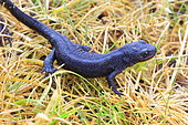 Alpine newt (Ichthysaura alpestris), returning to terrestrial life for the winter, France