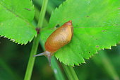 Pfeiffer's Amber Snail (Oxyloma elegans) on a leaf, France