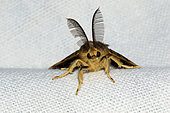Asian gypsy Moth (Lymantria dispar) on canvas, France