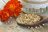 Buckwheat seeds (Fagopyrum esculentum), benefits of the seeds