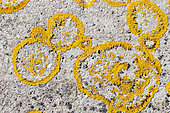 Orange wall lichen (Xanthoria sp.) growing on concrete slab, Cotes-d'Armor, France