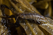 Baltic isopod (Idotea balthica), Cotes-d'Armor, France
