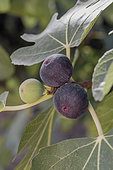 Purplish black figs on tree