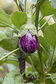 Graffiti eggplant, grafted plant