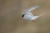Arctic Tern (Sterna paradisaea) flying, Iceland