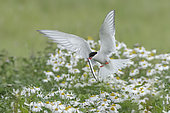 Arctic Tern (Sterna paradisaea) flying over a flowering meadow with a sandeel in its beak, Iceland