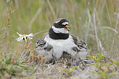 Common Ringed Plover (Charadrius hiaticula) with chicks, Iceland