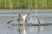 Red-throated Loon (Gavia stellata) group, Iceland