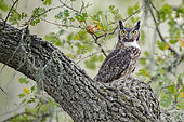 Great Horned Owl (Bubo virginianus), California, USA