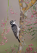Nuttall's woodpecker (Dryobates nuttallii) female, California, USA