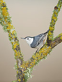 White-breasted Nuthatch (Sitta carolinensis), California, USA