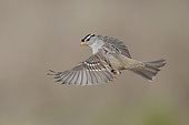 White-crowned Sparrow (Zonotrichia leucophrys) flying, California, USA