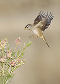 White-crowned Sparrow (Zonotrichia leucophrys) flying, California, USA