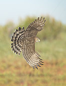 Cooper's Hawk (Accipiter cooperii) flying, Texas, USA