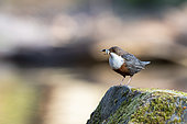 White-throated Dipper (Cinclus cinclus) with food in its beak, North Rhine-Westphalia, Germany