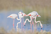 Greater Flamingo (Phoenicopterus roseus) group foraging, Cyprus
