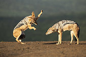 Black-backed Jackal (Canis mesomelas) two fighting in savanna, South Africa