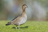 Maned Duck (Chenonetta jubata) female, captive escaped, Hesse, Germany