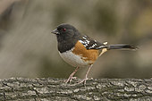 Spotted Towhee (Pipilo maculatus) female perched on a log, California, USA