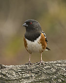Spotted Towhee (Pipilo maculatus) female perched on a log, California, USA