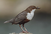 White-throated Dipper (Cinclus cinclus) with food in its beak, Hesse, Germany