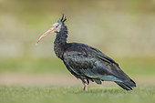 Northern Bald Ibis (Geronticus eremita) female, Baden-Wuerttemberg, Germany