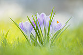 Dutch Crocus (Crocus vernus) flowering, Hesse, Germany