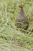 Grey Partridge (Perdix perdix) with chick, Zeeland, Netherlands