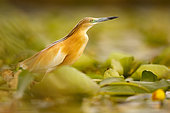 Squacco Heron (Ardeola ralloides), Extremadura, Spain