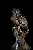 Eurasian Eagle-Owl (Bubo bubo) male with rabbit prey, Estremadura, Portugal