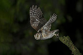 Eurasian Scops Owl (Otus scops) taking flight, Leiria, Portugal