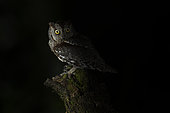 Eurasian Scops Owl (Otus scops), Leiria, Portugal