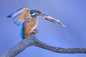 Common Kingfisher (Alcedo atthis) female with fish prey in its beak, Saxony-Anhalt, Germany