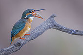 Common Kingfisher (Alcedo atthis) female eating a fish, Saxony-Anhalt, Germany