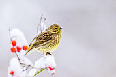 Yellowhammer (Emberiza citrinella) perched on a snowy branch, Saxony-Anhalt, Germany