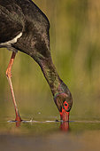 Black Stork (Ciconia nigra) hunting, Kiskunsag National Park, Hungary