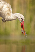 White Stork (Ciconia ciconia) with a small fish prey in its beak, Kiskunsag National Park, Hungary