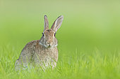 European Rabbit (Oryctolagus cuniculus) adult in meadow, Netherlands
