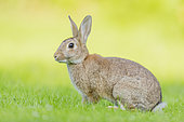 European Rabbit (Oryctolagus cuniculus) adult in meadow, Netherlands