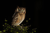 Tropical Screech Owl (Megascops choliba) captive, Germany