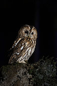 Tawny Owl (Strix aluco) captive, Germany