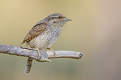 Eurasian Wryneck (Jynx torquilla), Hesse, Germany