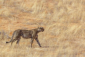 Cheetah (Acinonyx jubatus) walking in dry savannah in Kgalagadi transfrontier park, South Africa