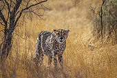 Cheetah (Acinonyx jubatus) walking front view in dry savannah in Kgalagadi transfrontier park, South Africa
