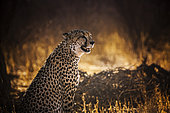 Cheetah (Acinonyx jubatus) in Kgalagadi transfrontier park, South Africa